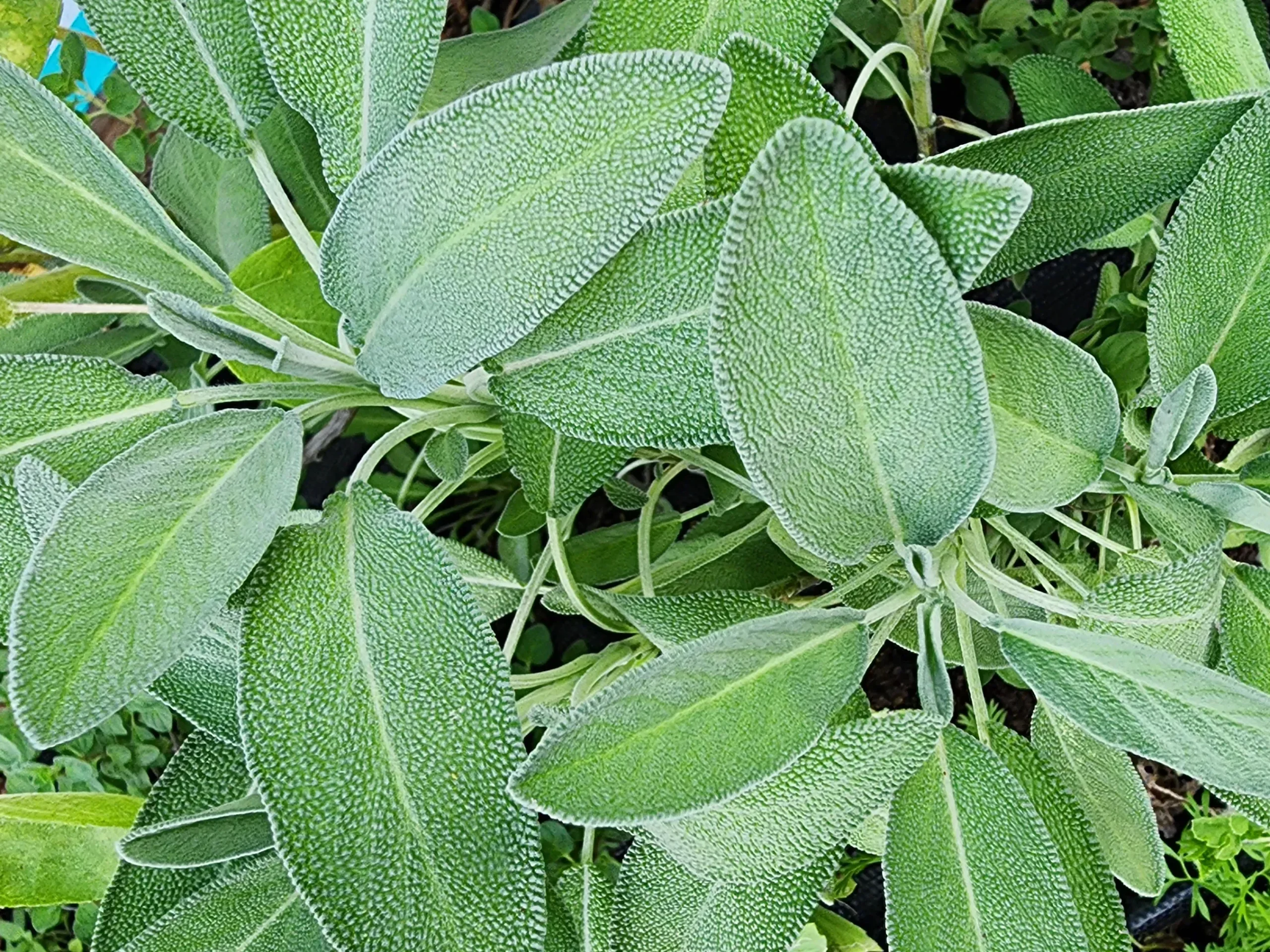 Sage Herb Seeds