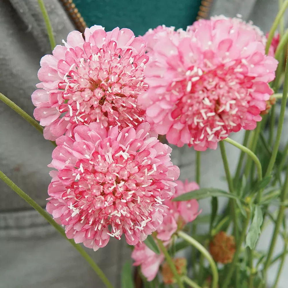 Salmon Queen Scabiosa