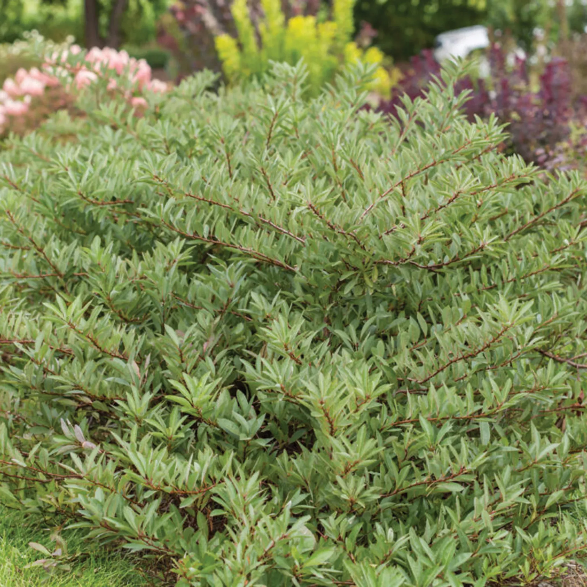 Sand Cherry, Jade Parade