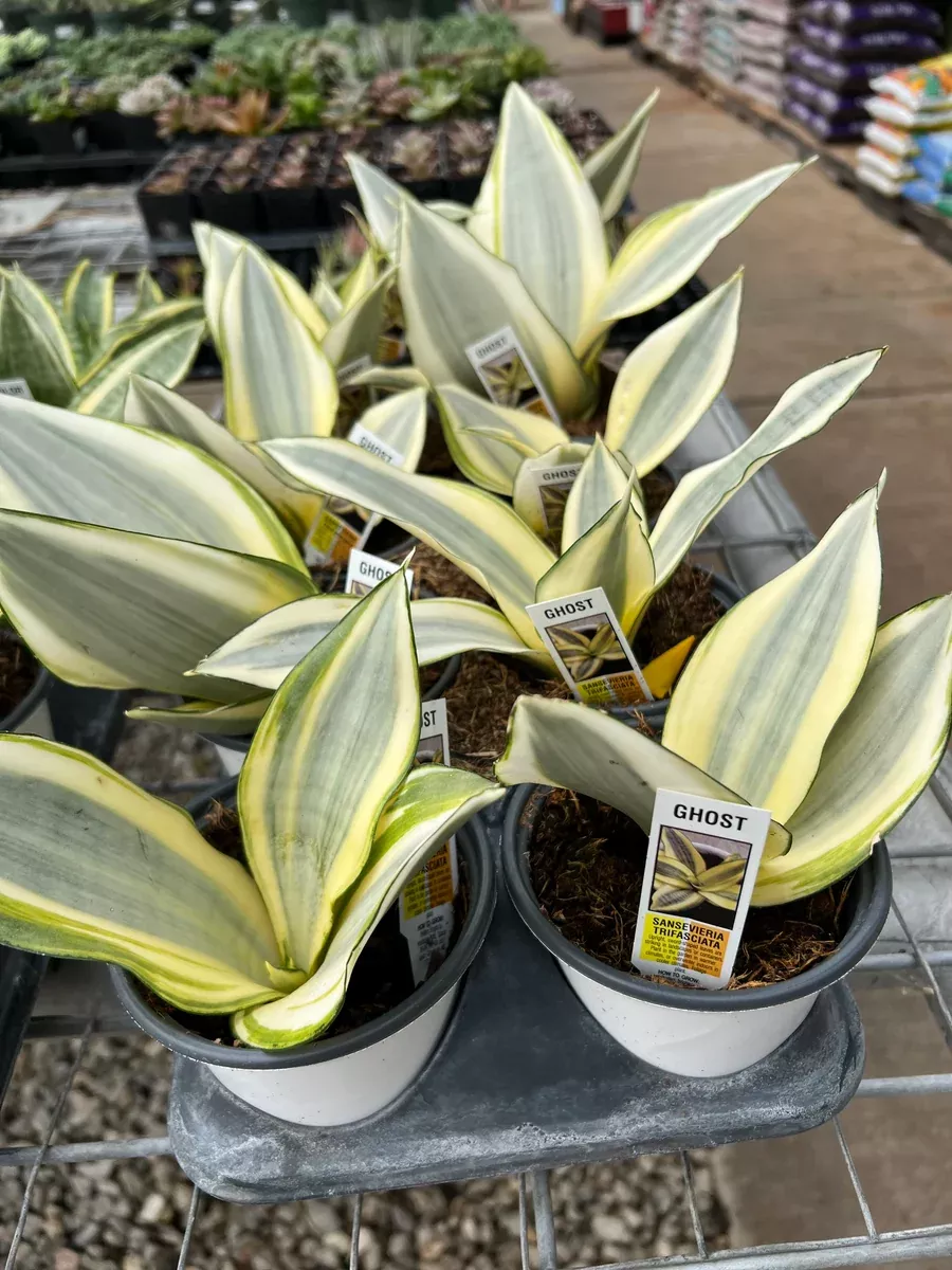 Sansevieria Hahnii_Ghost