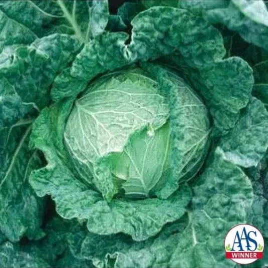 Savoy King Hybrid Cabbage F1