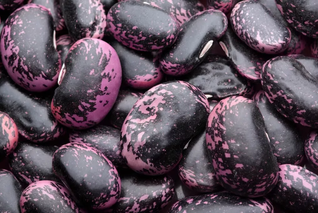 Scarlet Emperor Runner Beans