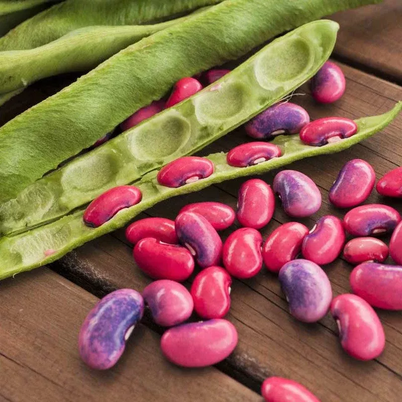 Scarlet Runner Bean (Pole)