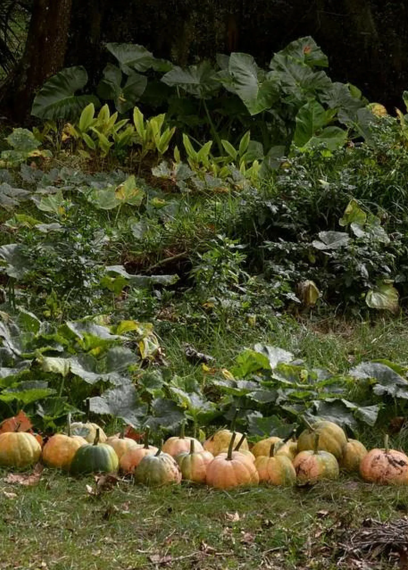 Seminole Pumpkin (Cucurbita moschata)