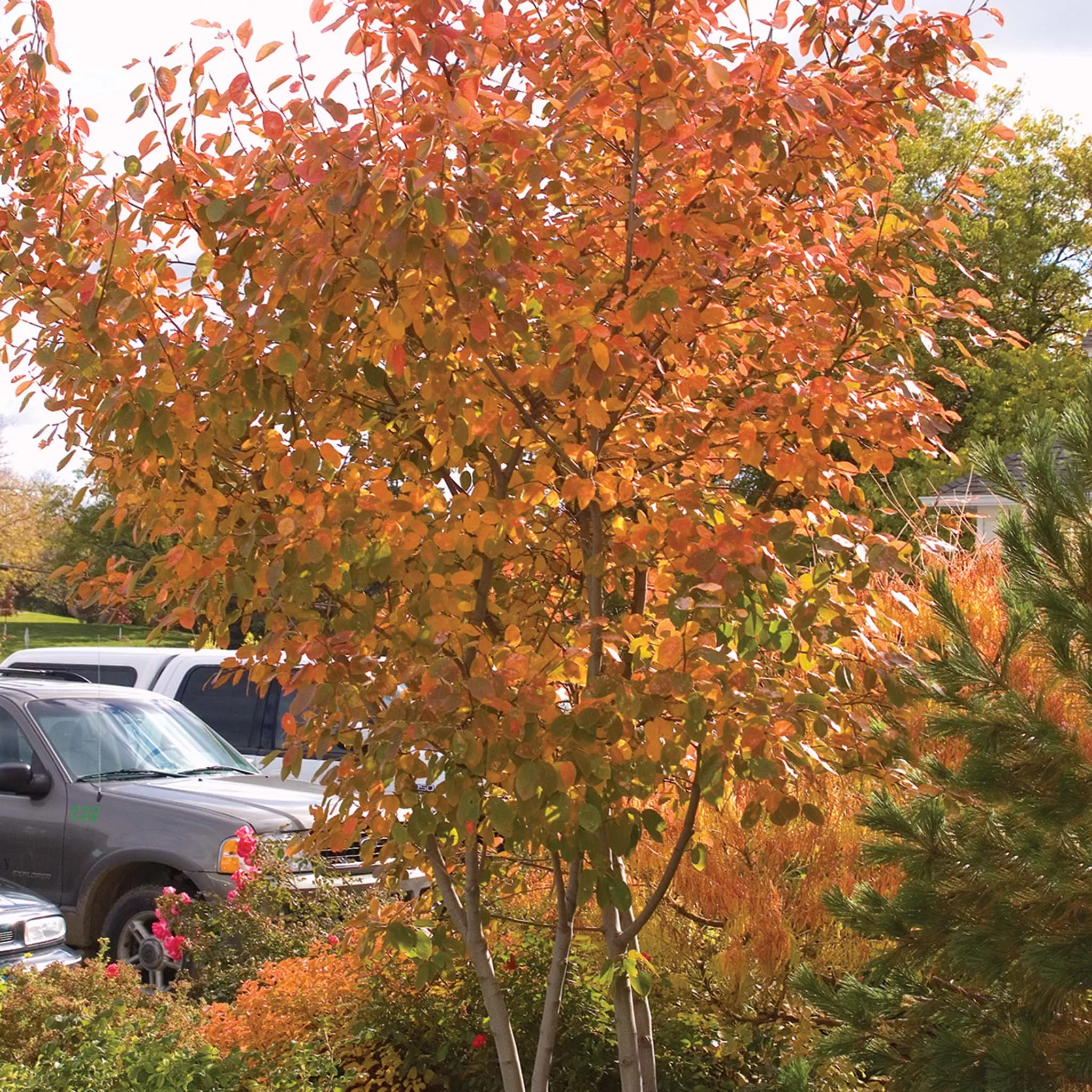 Serviceberry, Autumn Brilliance