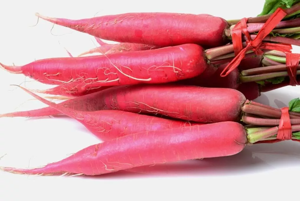 Shunkyo Semi-Long Radish