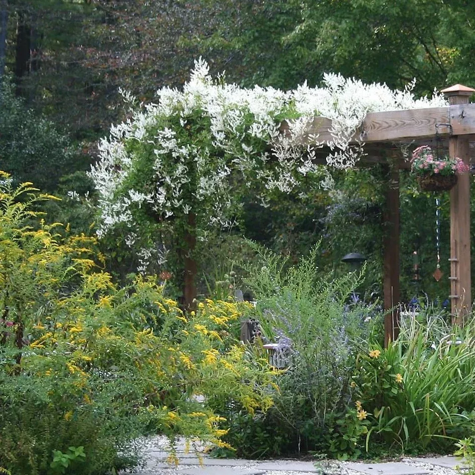 Silver Lace Vine