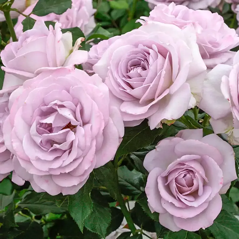 Silver Lining™Rose