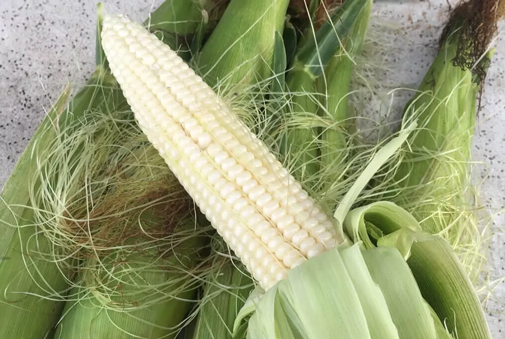 Silver Queen Hybrid Sweet Corn