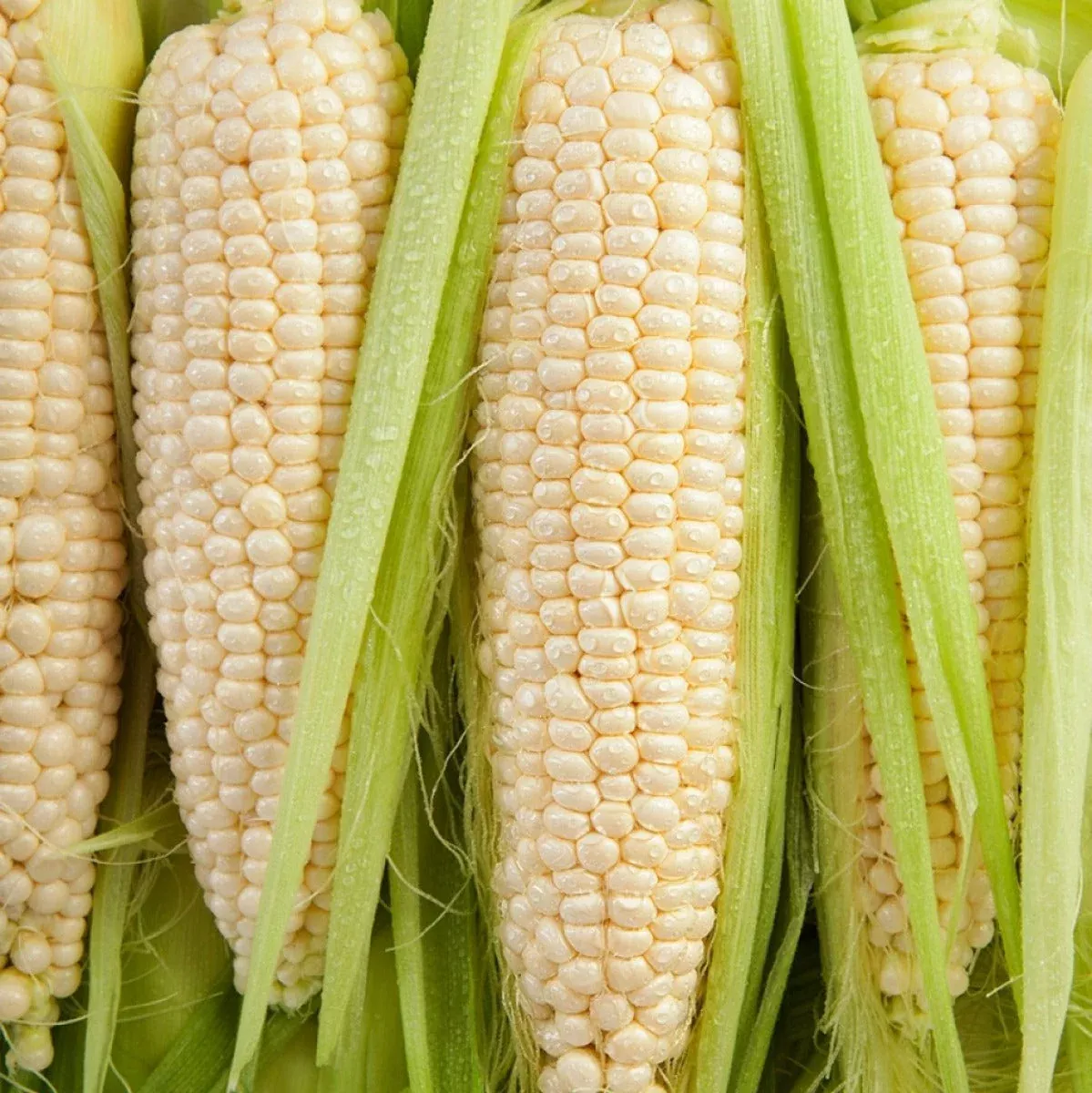 Silver Queen Sweet Corn