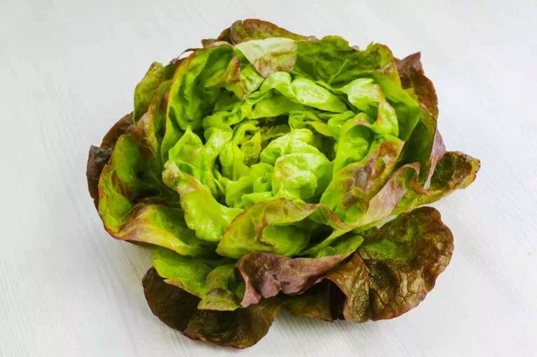 Skyphos Butterhead Lettuce