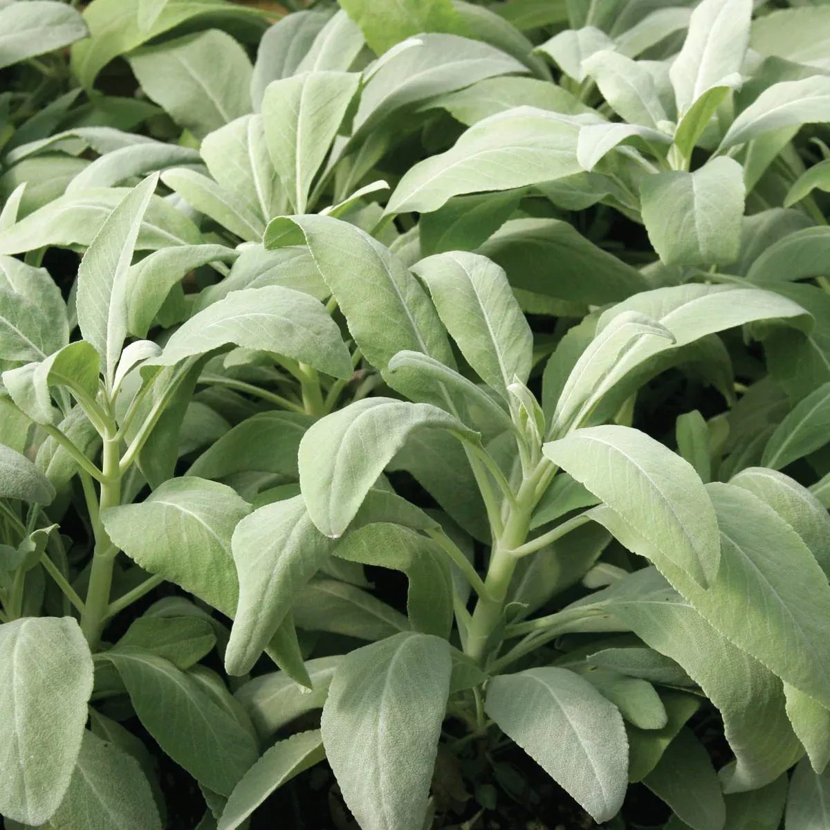 Smudge Sage