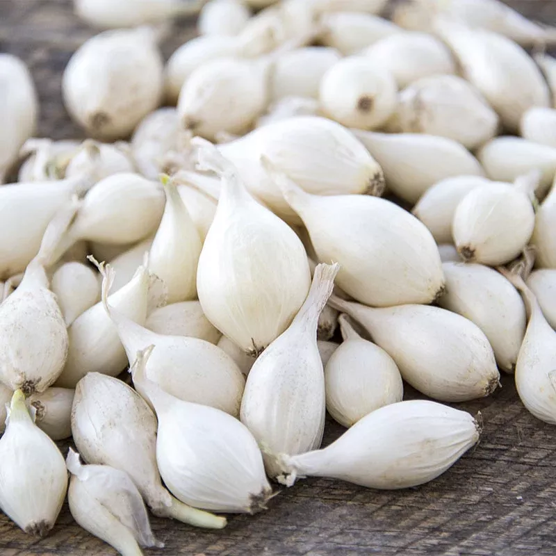 Snowball White Onion Sets (Bulbs)