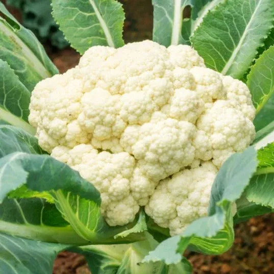 Snowball Y Cauliflower