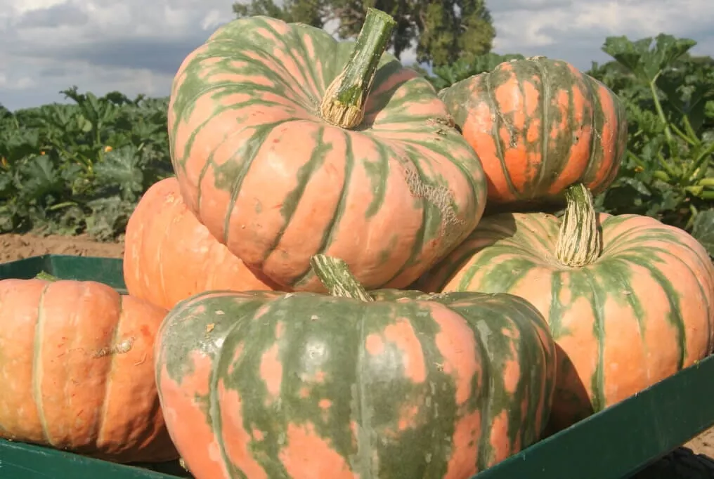 Speckled Hound Squash