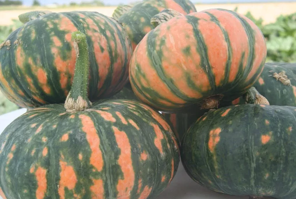 Speckled Pup Squash