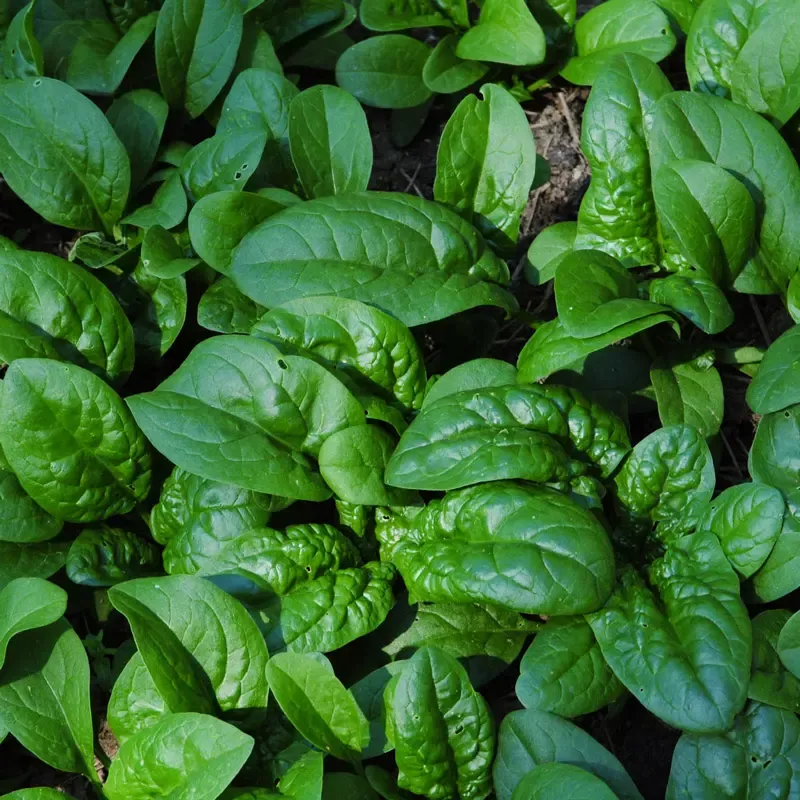 Spinach Highcountry
