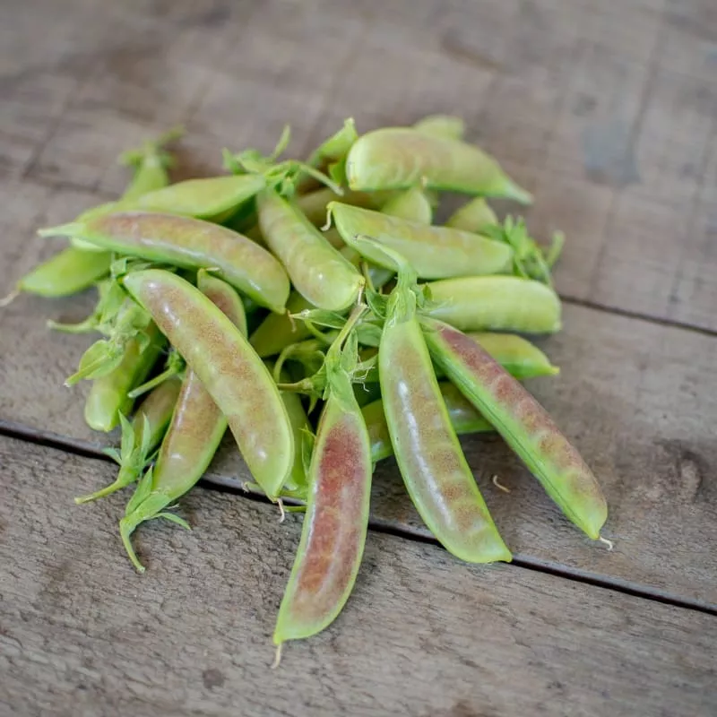 Spring Blush Snap Pea (70 Days)