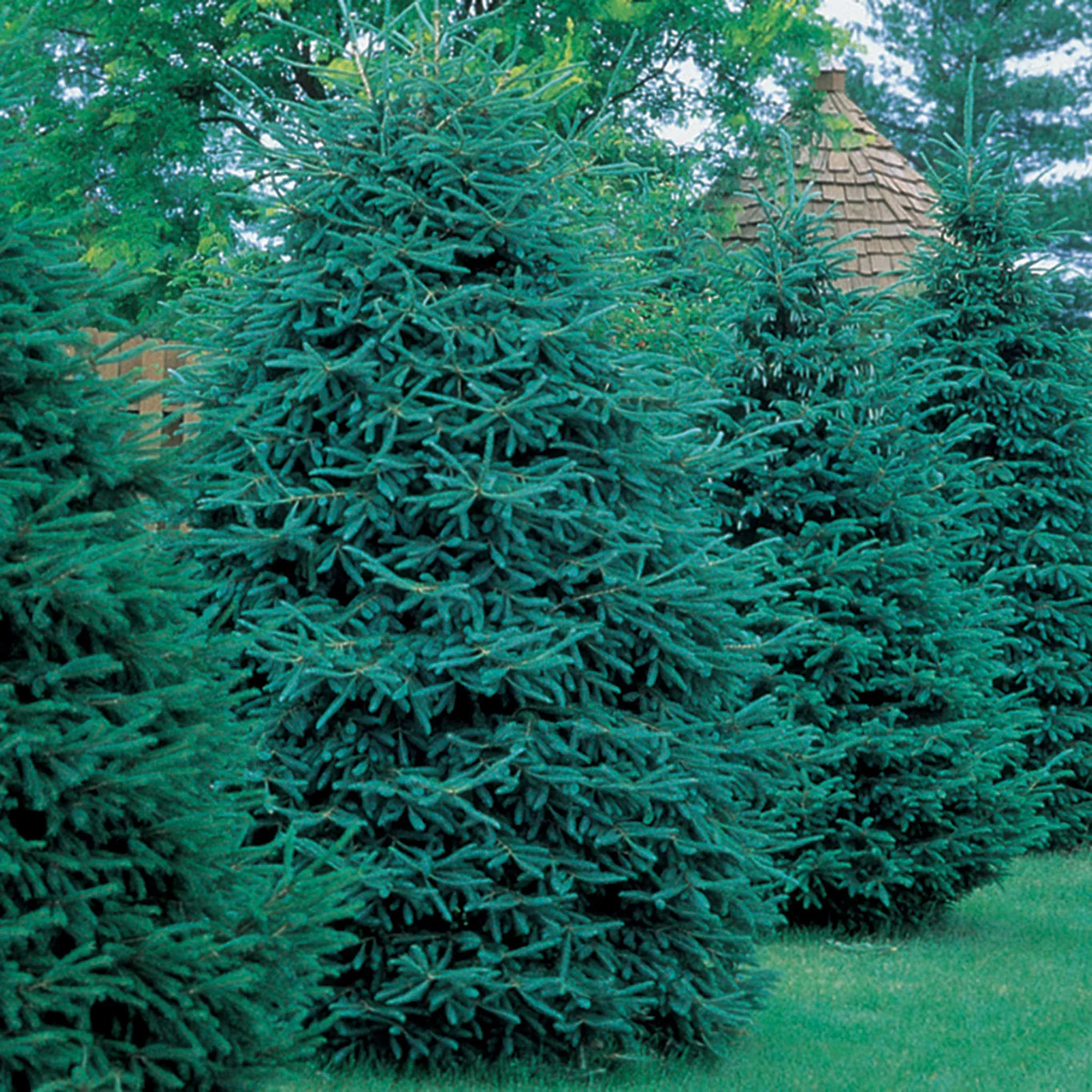 Spruce, Windbreak Special, 10 Trees