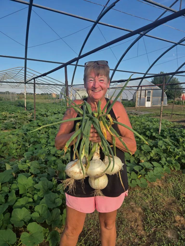 Sterling Onion Plants
