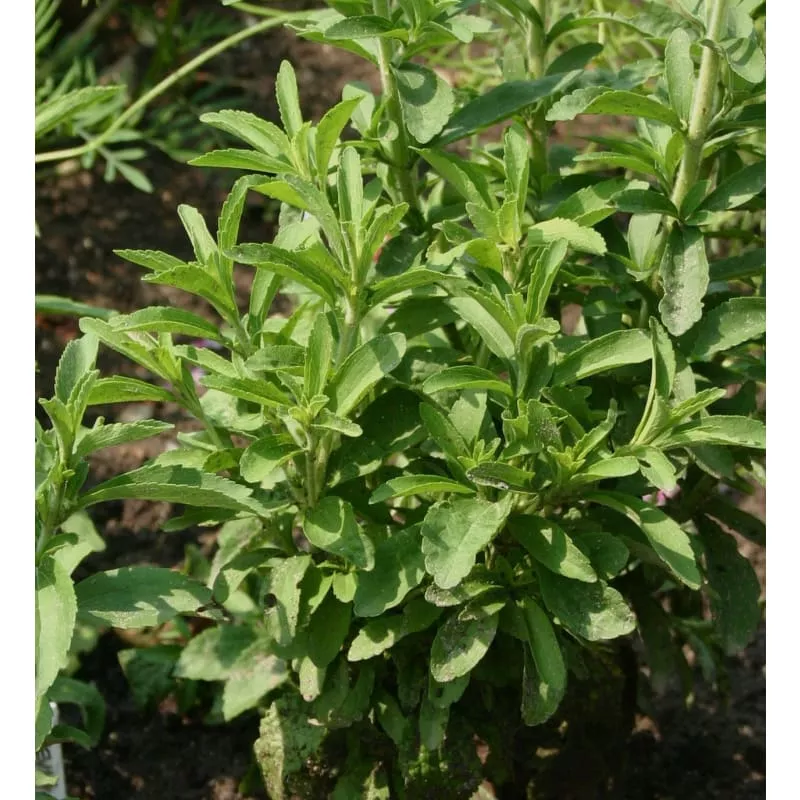 Stevia