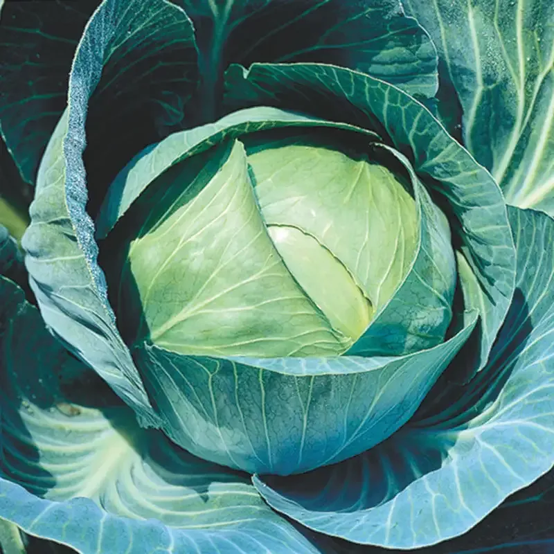 Stonehead Hybrid Cabbage Seed
