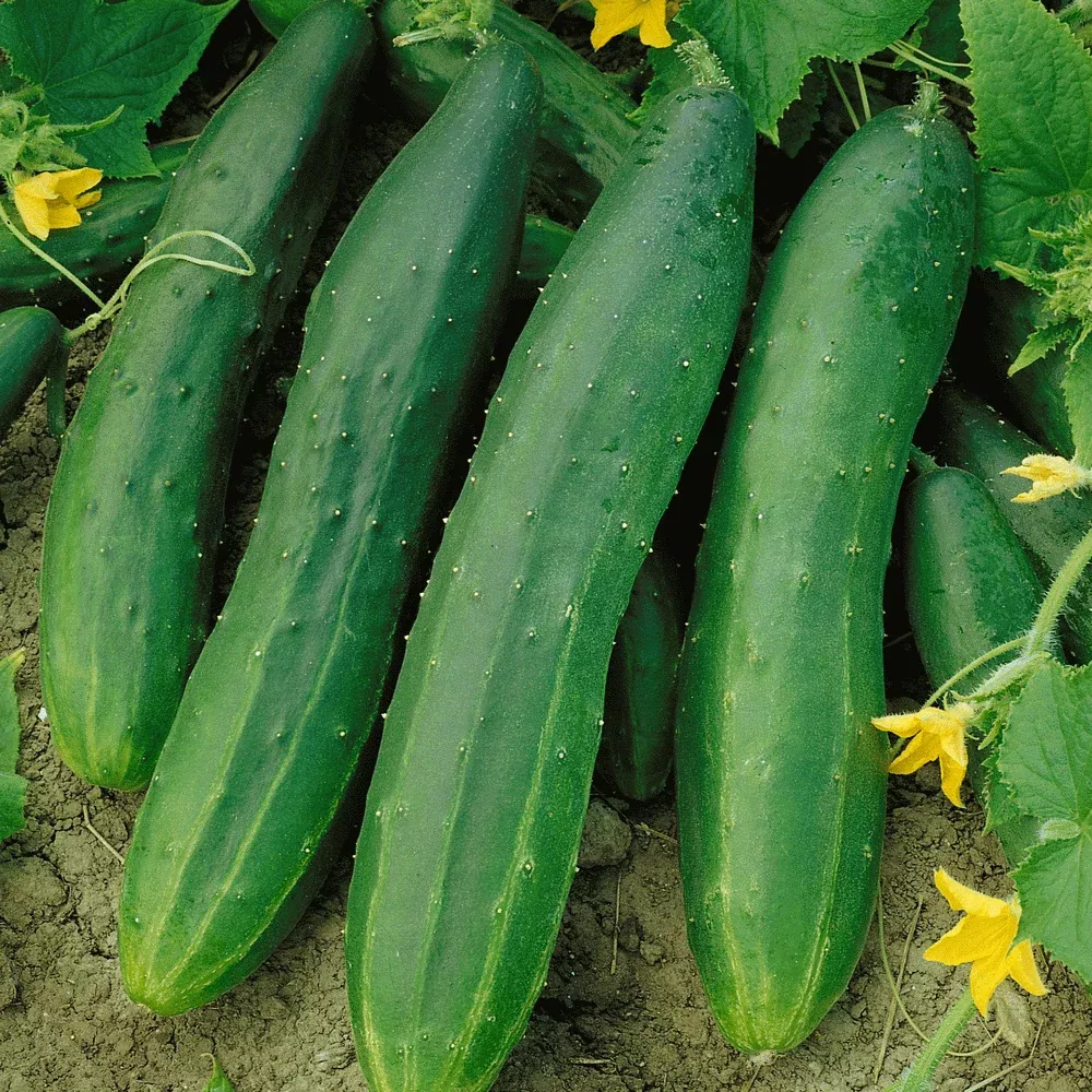 Straight Eight Cucumber