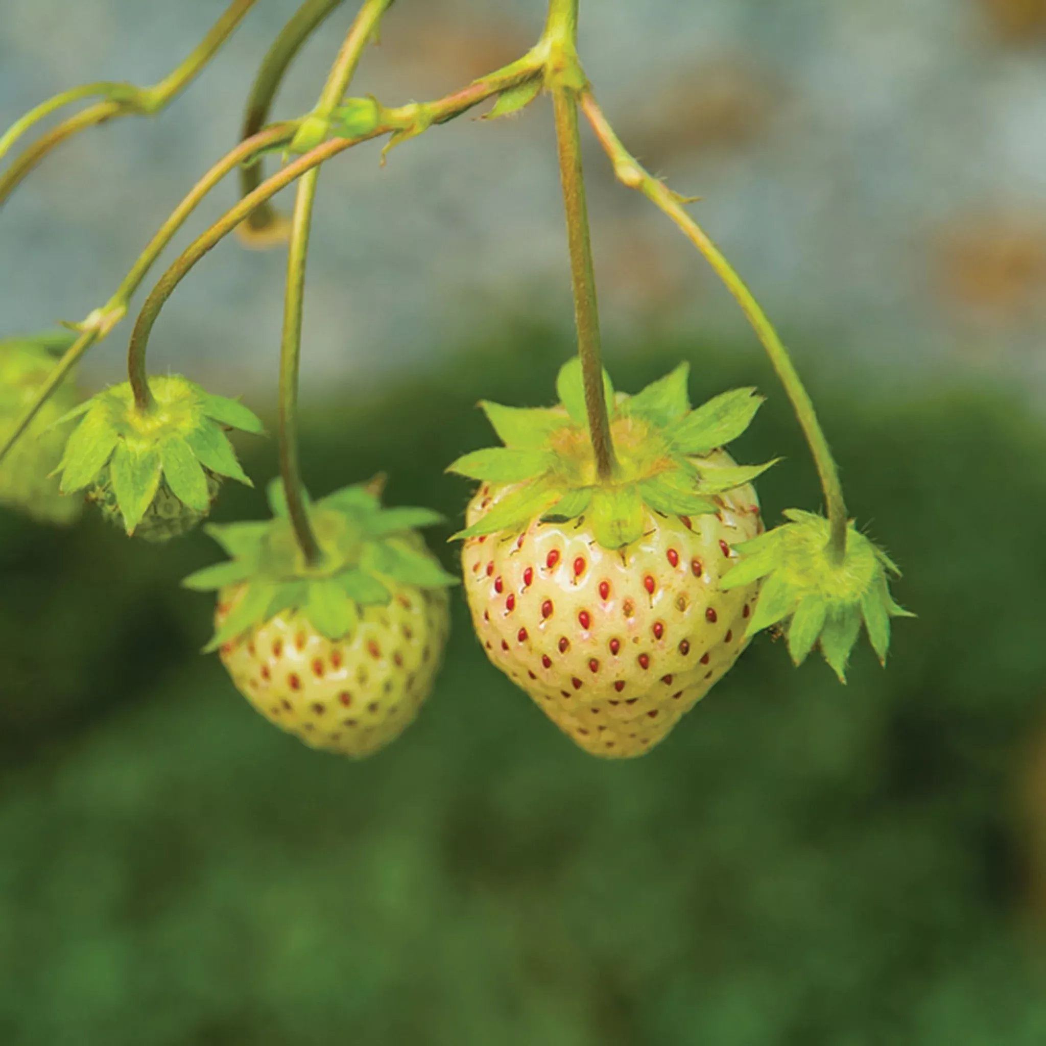 Strawberry, White, Pineberry