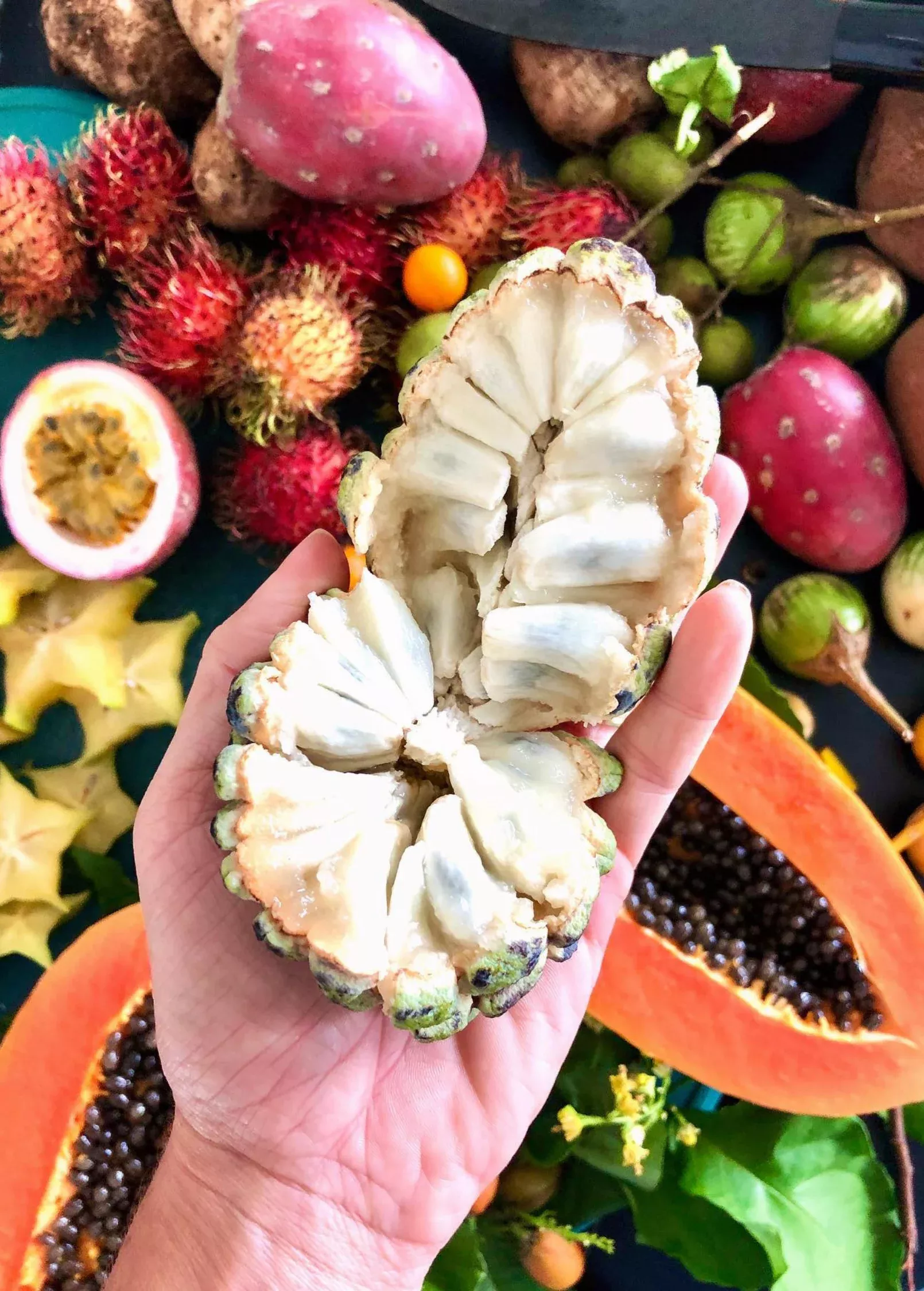 Sugar Apple 'Na Dai' (Annona squamosa L)