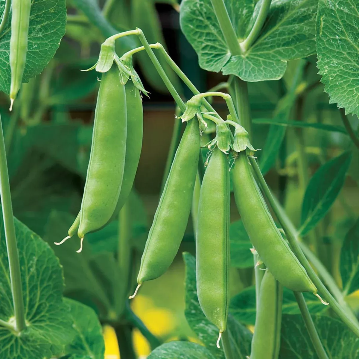 Sugar Daddy Snap Pea