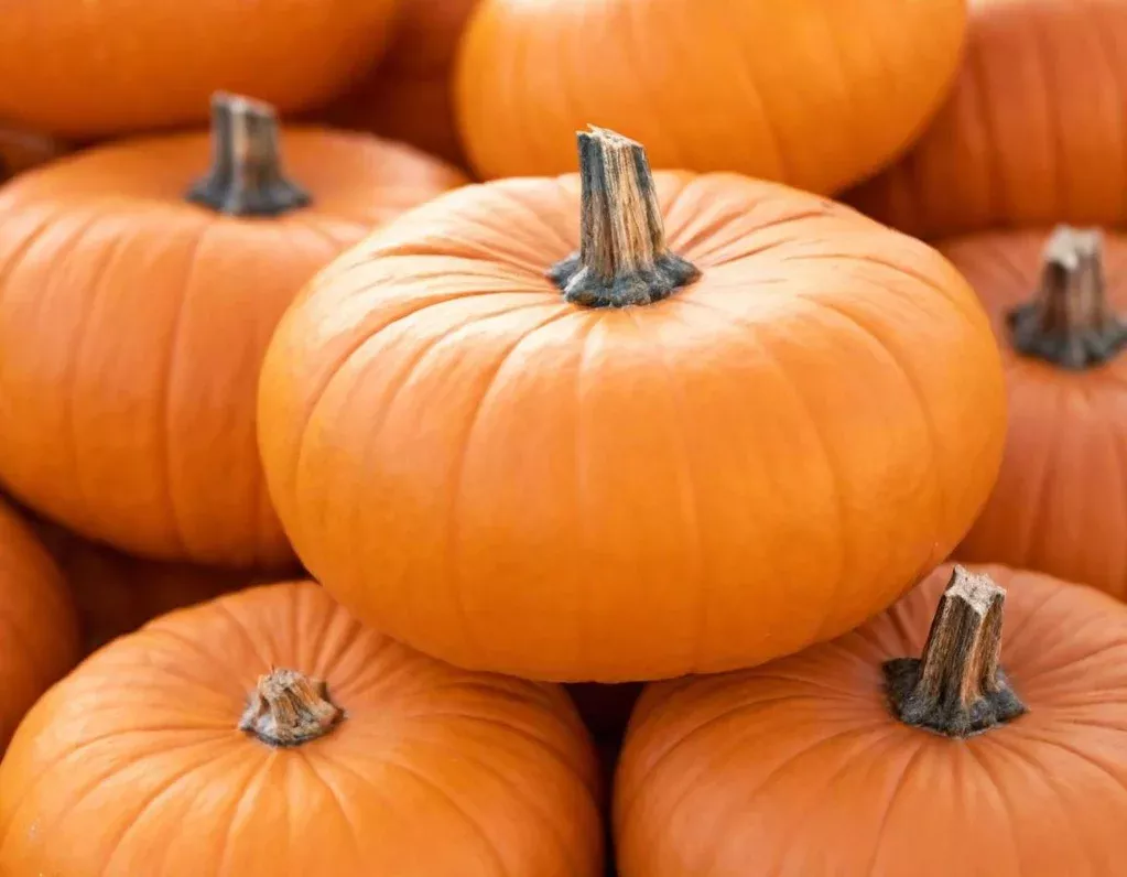 Sugar Pie Pumpkin