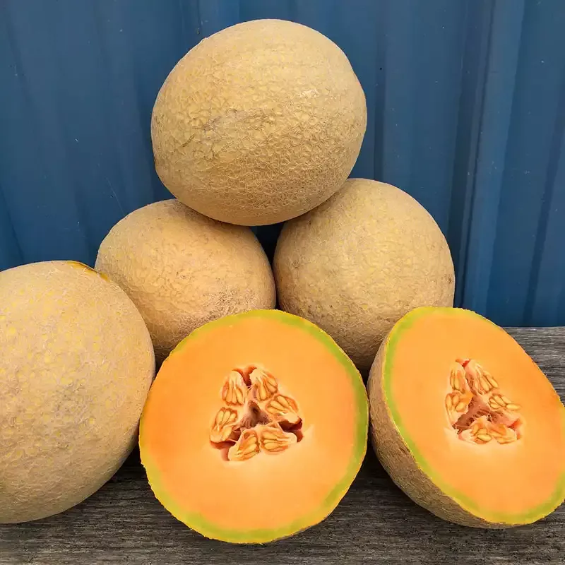 Sugar Rush Hybrid Melon