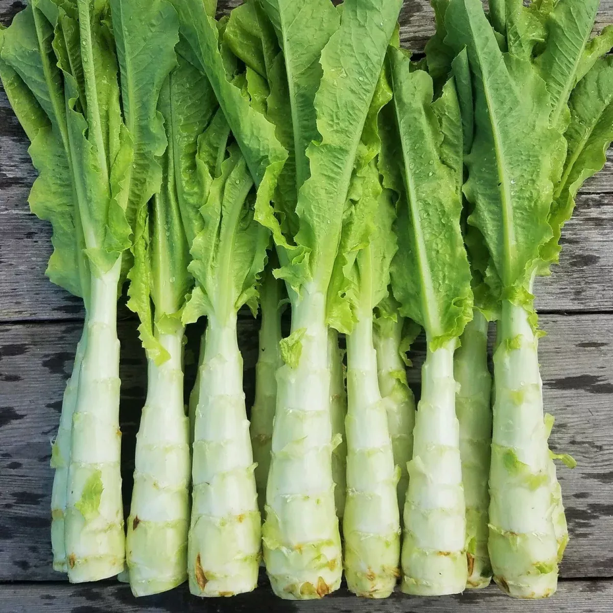 Summer 38 Celtuce (Stem Lettuce)