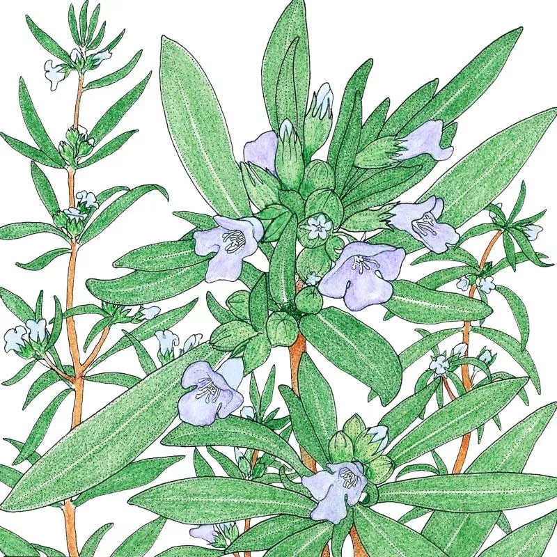 Summer Savory Organic