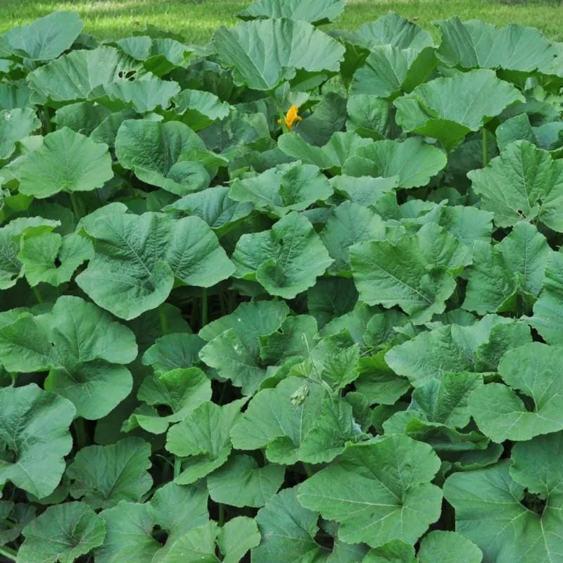 Summer Squash Mix
