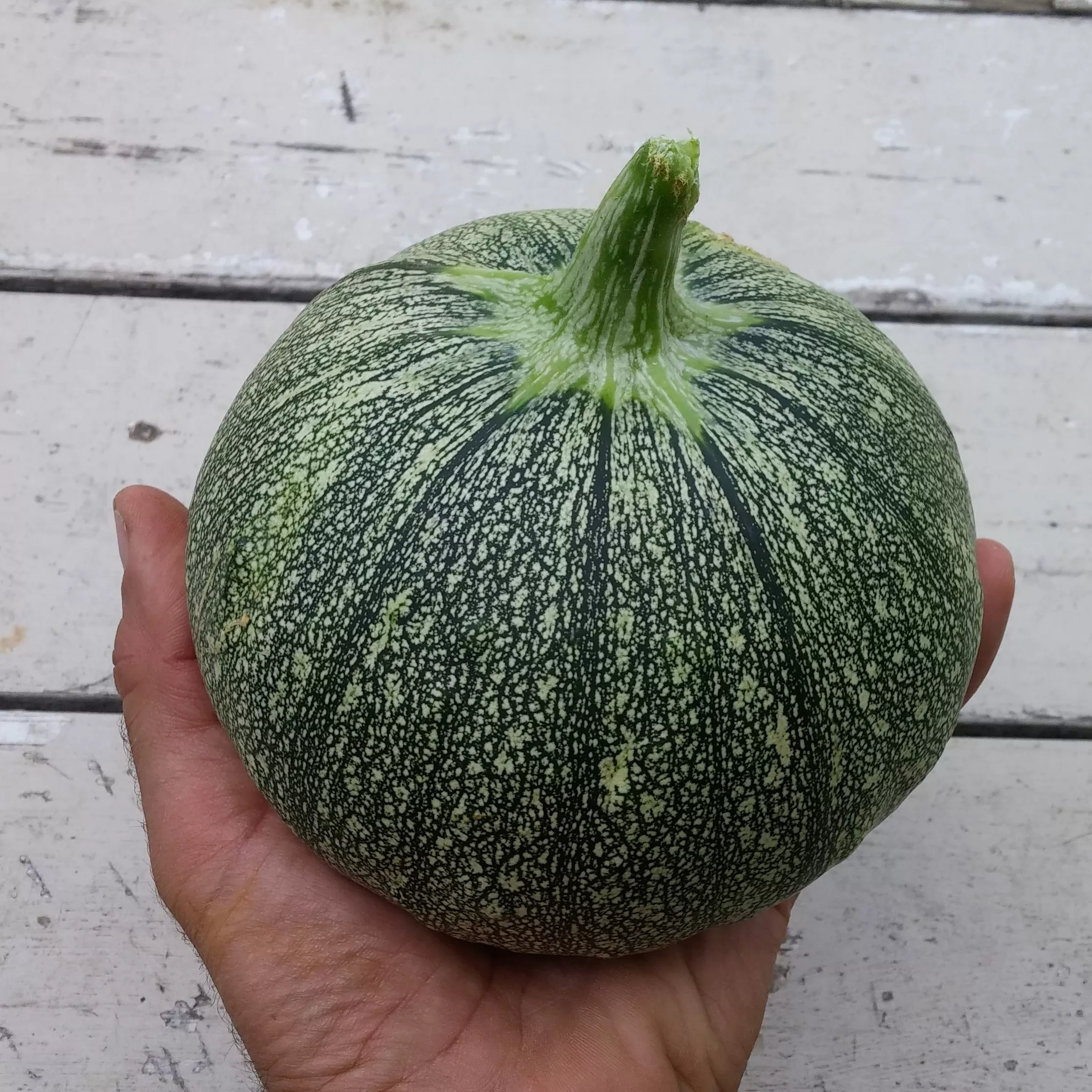 Summer Squash Round Zucchini Organic