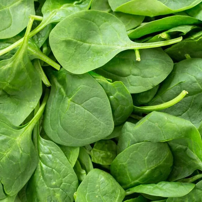 Sun Angel Hybrid Spinach F1