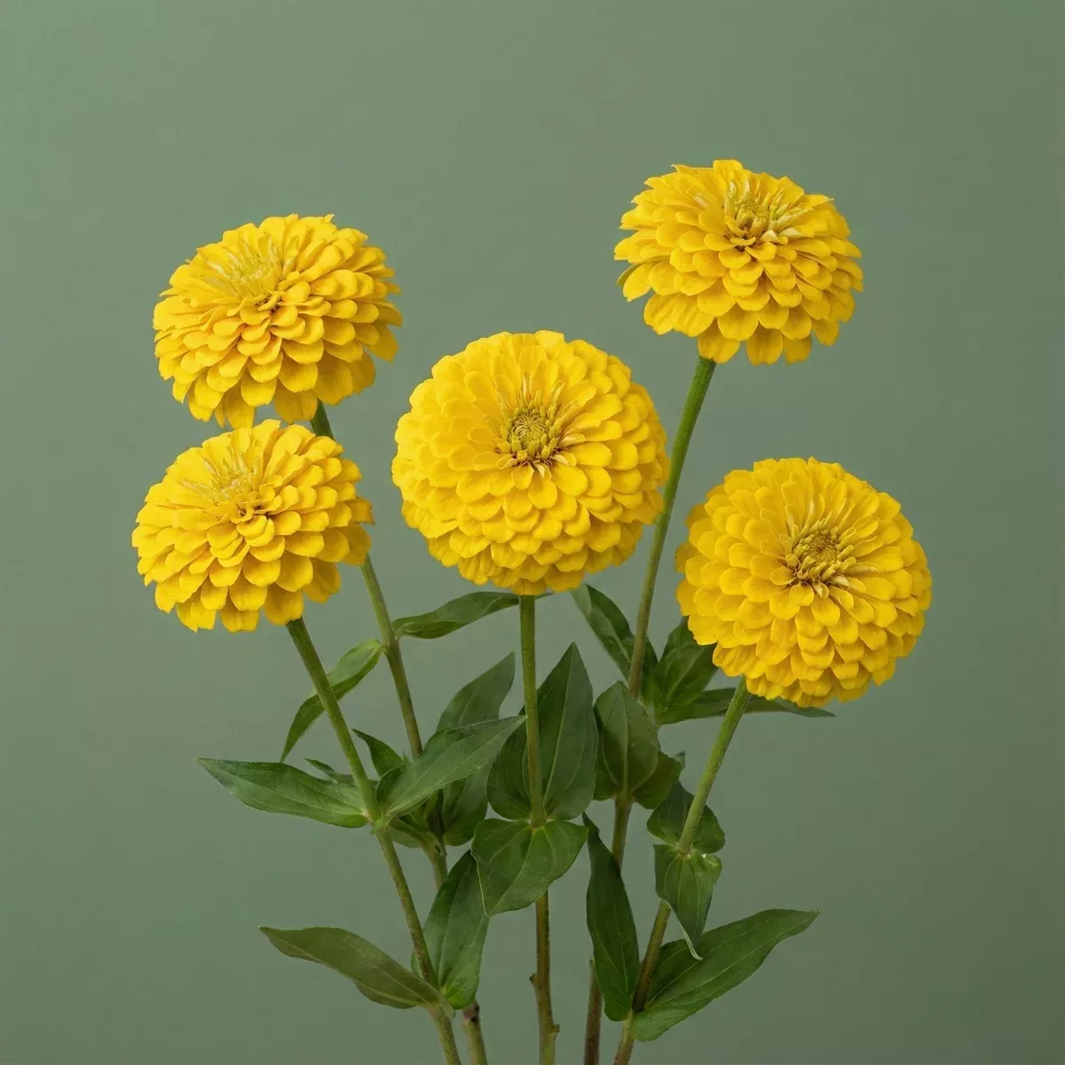 Sun Gold Zinnia