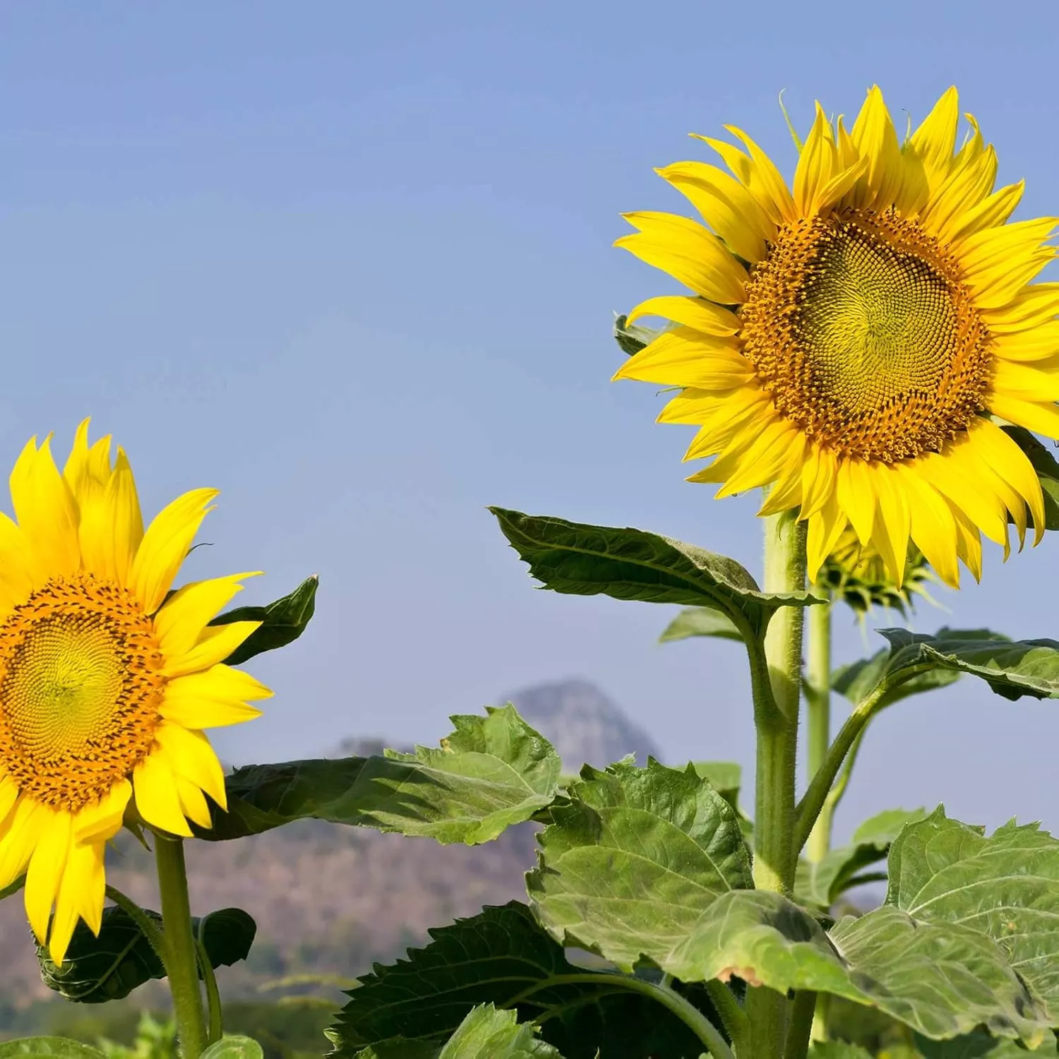 Sunflower Mammoth Grey Stripe