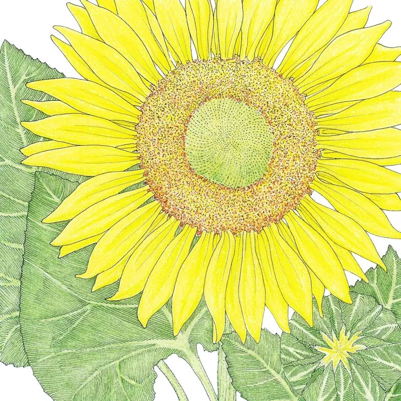 Sunflower Skyscraper