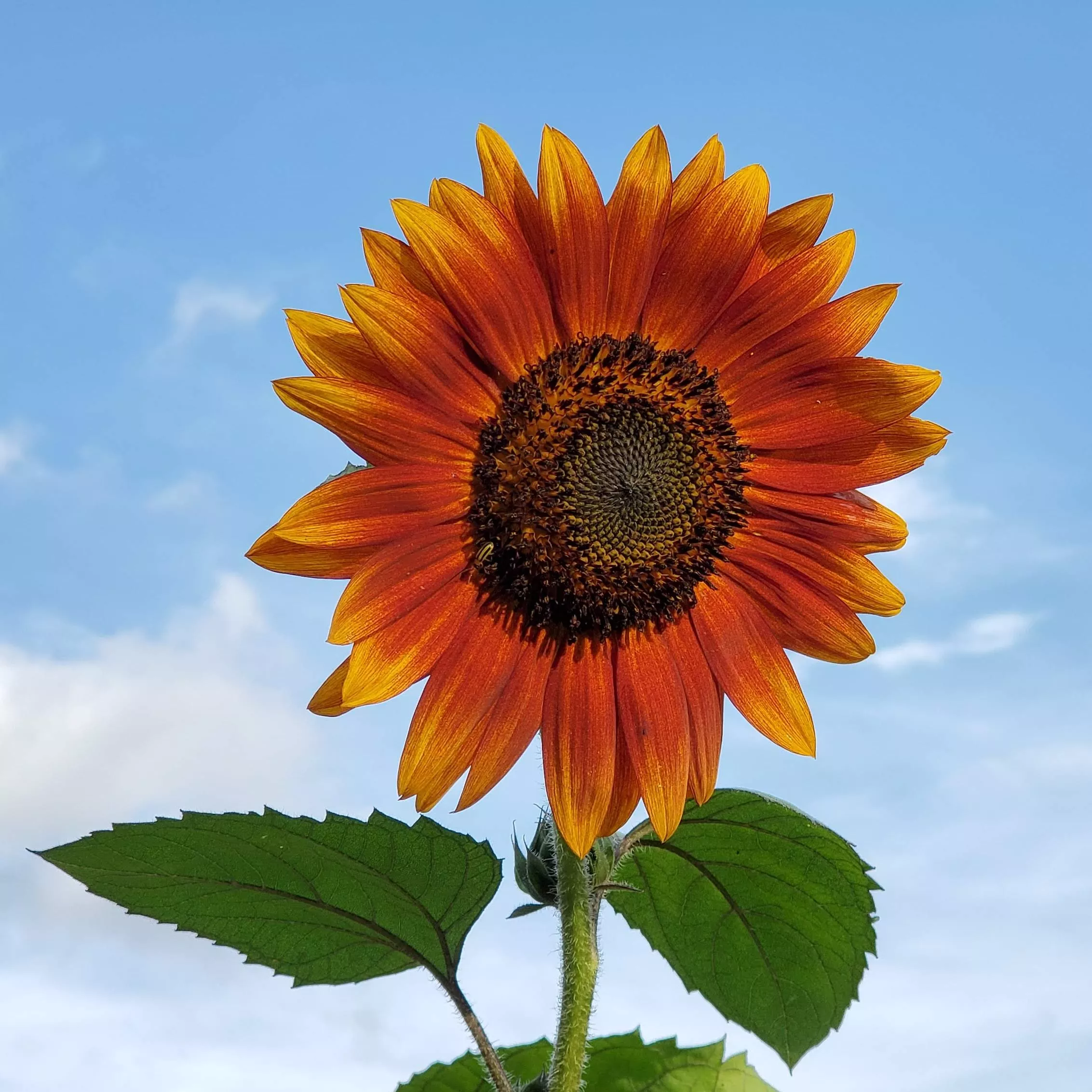 Sunflower Velvet Queen Organic