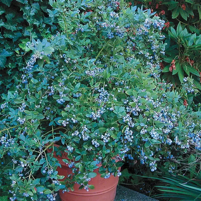 Sunshine Blue Southern Highbush Blueberry Plant