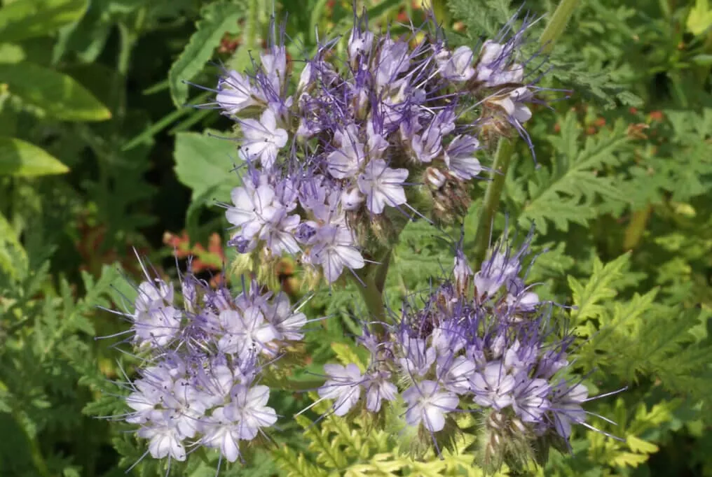 Super Bee Phacelia
