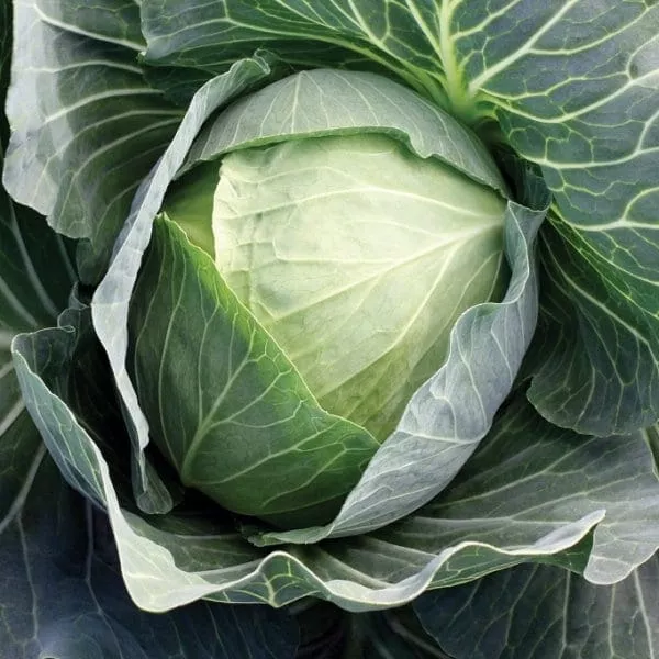 Superstar Hybrid Cabbage F1