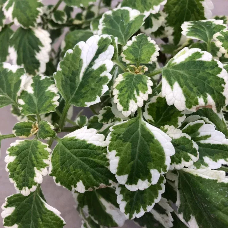 Swedish Ivy