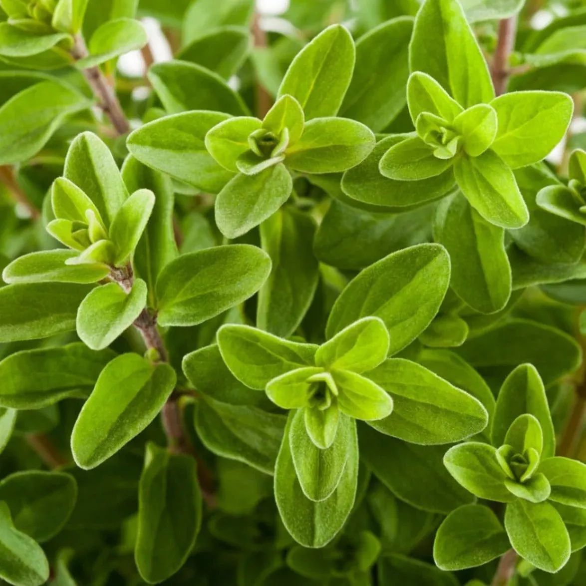 Sweet Marjoram