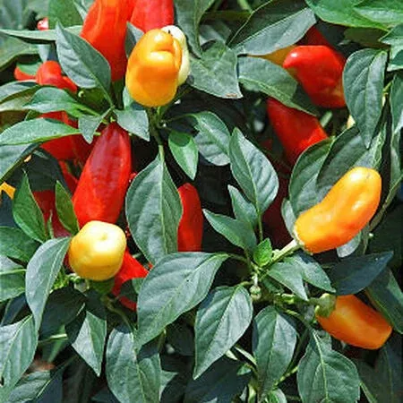 Sweet Pickle Pepper
