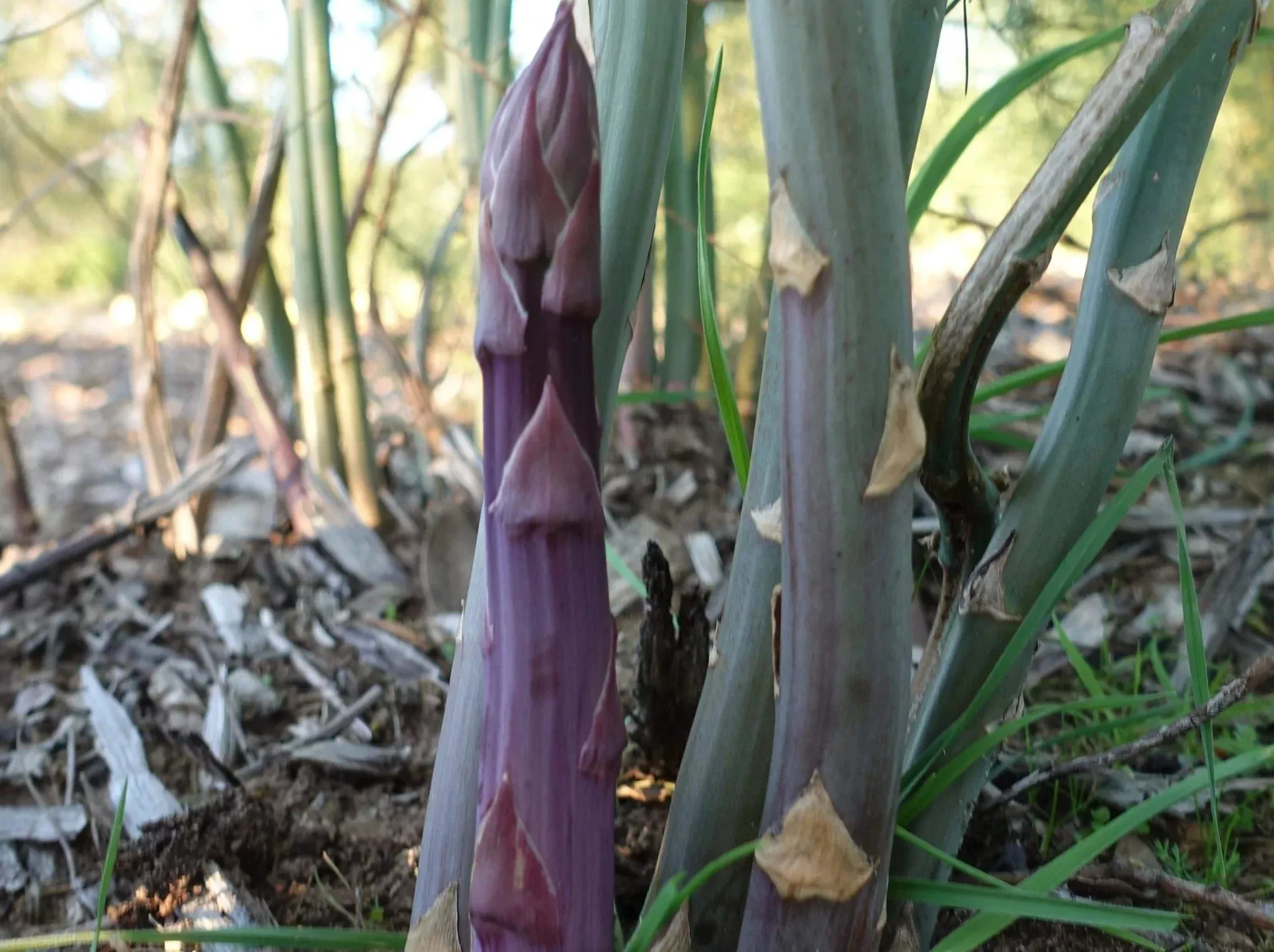 Sweet Purple Asparagus