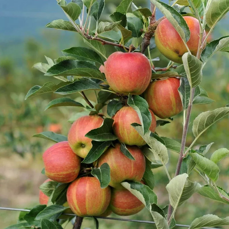 Sweet Treat™ Fruit Snacks Apple Tree