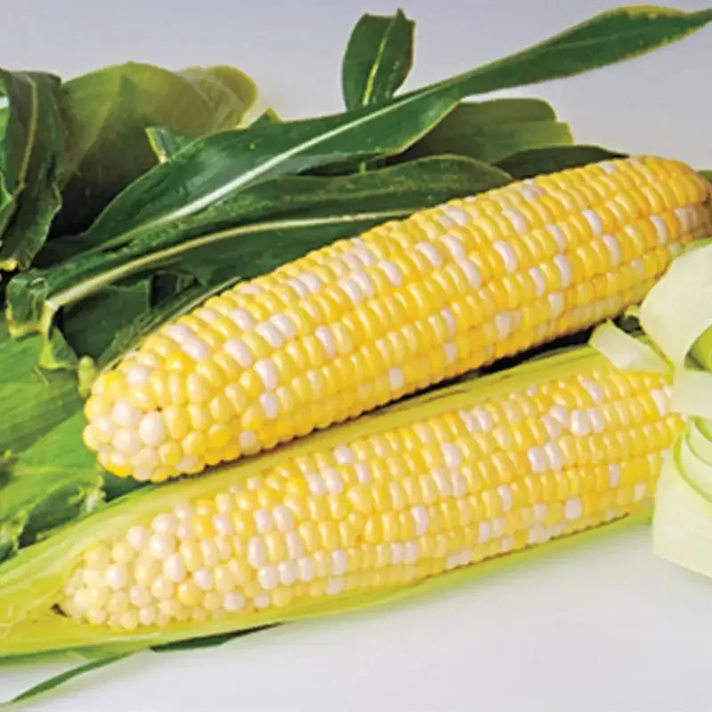 Sweetness Hybrid Sweet Corn Seed (sy)